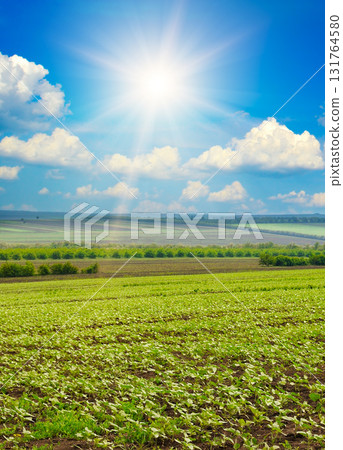 Spring Agriculture Landscape: Seedlings in Rows Under a Blue Sky 131764580
