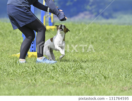 A woman and a Jack Russell terrier playing in a dog run A woman and a Jack Russell terrier playing in a dog run 131764595