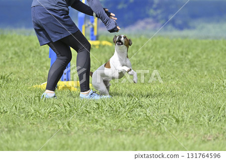 A woman and a Jack Russell terrier playing in a dog run A woman and a Jack Russell terrier playing in a dog run 131764596
