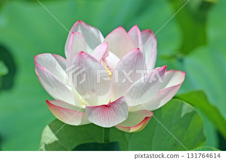 Lotus flowers in Yasuragi Park 131764614