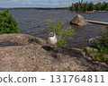 Close up of Brown headed Gull on Rock on shore. Chroicocephalus brunnicephalus. Monrepos Park 131764811