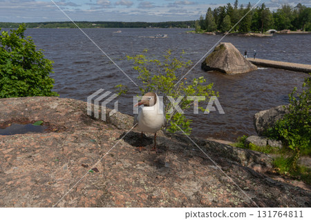 Close up of Brown headed Gull on Rock on shore. Chroicocephalus brunnicephalus. Monrepos Park Close up of Brown headed Gull on Rock on shore. Chroicocephalus brunnicephalus. Monrepos Park 131764811