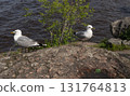 Close up of two Seagulls on Rock on shore, Monrepos. Vyborg 131764813