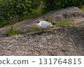 Close up of Brown headed Gull on Rock on shore. Chroicocephalus brunnicephalus. Monrepos Park 131764815