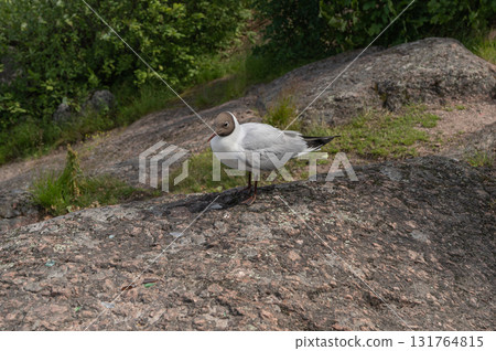 Close up of Brown headed Gull on Rock on shore. Chroicocephalus brunnicephalus. Monrepos Park Close up of Brown headed Gull on Rock on shore. Chroicocephalus brunnicephalus. Monrepos Park 131764815