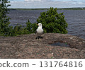 Close up of Seagull on Rock on shore, Monrepos. Vyborg 131764816