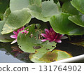Water lily flower floating in water 131764902