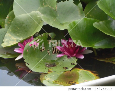 Water lily flower floating in water Water lily flower floating in water 131764902