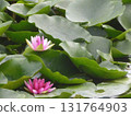 Water lily reflection on water surface 131764903