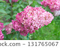 Close up of hydrangea flower. Hydrangea paniculata. Pink flowers. High quality photo 131765067