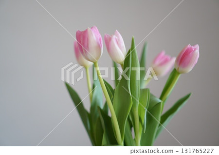 cute pink tulips 131765227