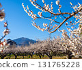 A view of Mt. Daisen behind the plum grove on the grounds of Amegaku Bunko in Isehara City 131765228