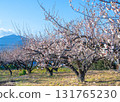 A view of Mt. Daisen behind the plum grove on the grounds of Amegaku Bunko in Isehara City 131765230