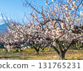 A view of Mt. Daisen behind the plum grove on the grounds of Amegaku Bunko in Isehara City 131765231