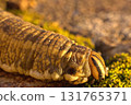 Head of a Convolvulus hawk-moth caterpillar 131765371