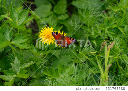 Peacock butterfly on Mt. Shirouma 131765388