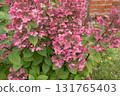 Autumn hydrangea flower. Hydrangea paniculata. Red flowers. High quality photo 131765403