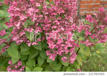 Autumn hydrangea flower. Hydrangea paniculata. Red flowers. High quality photo Autumn hydrangea flower. Hydrangea paniculata. Red flowers. High quality photo 131765403