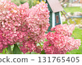 Autumn hydrangea flower. Hydrangea paniculata. Red flowers. High quality photo 131765405