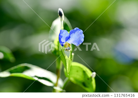 Blue carrot 131765416