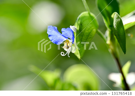 藍胡蘿蔔 藍胡蘿蔔 131765418