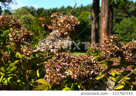 [Aomori City, Aomori Prefecture] Withered hydrangeas at Nogiwa Park 131765543