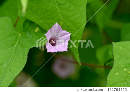 Mame Asagao Mame Asagao 131765553