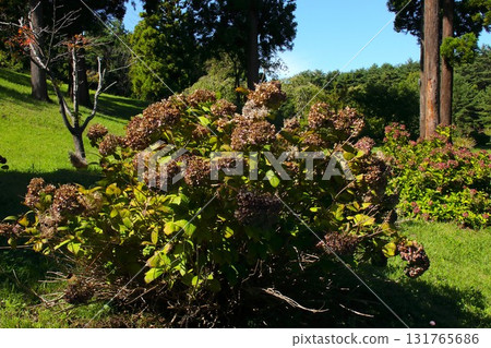 [Aomori City, Aomori Prefecture] Withered hydrangeas at Nogiwa Park 131765686