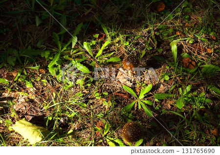 [青森縣青森市] 野木公園的天狗菇 131765690