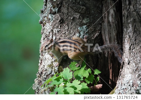 There are five stripes on the back ♪ A cute chipmunk 131765724