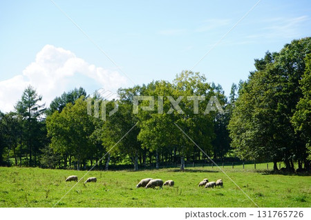 Sheep grazing peacefully 131765726