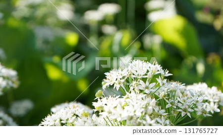 Chive flowers shining in the morning sun Chive flowers shining in the morning sun 131765727