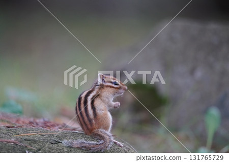 可愛的花栗鼠，耳朵直立 131765729