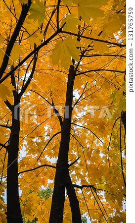 Bright yellow maple leaves backlit by the sun. Low angle view of vibrant autumn foliage 131765759