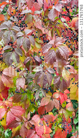 Colorful Virginia Creeper leaves and dark berries after rain. Rich autumn texture background 131765768