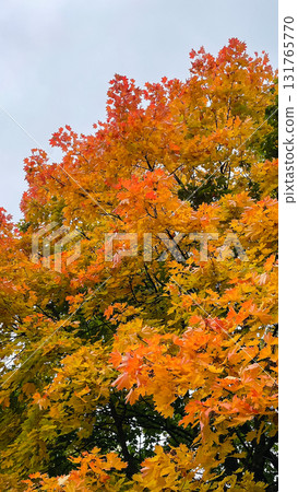 Vibrant maple leaves displaying a yellow-to-orange gradient. Autumn tree foliage background 131765770