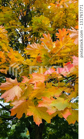 Vibrant maple leaves displaying a yellow-to-orange gradient. Autumn tree foliage background Vibrant maple leaves displaying a yellow-to-orange gradient. Autumn tree foliage background 131765771