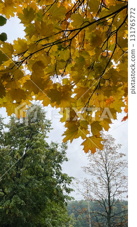 Vibrant maple leaves displaying a yellow-to-orange gradient. Autumn tree foliage background Vibrant maple leaves displaying a yellow-to-orange gradient. Autumn tree foliage background 131765772