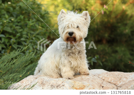 West Highland White terrier on the stone 131765818