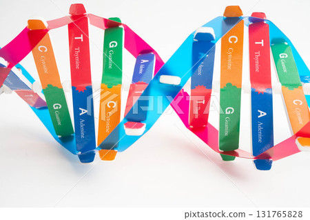 DNA molecule spiral structure model isolated on white background, chromosome and gene chemical science biology. 131765828