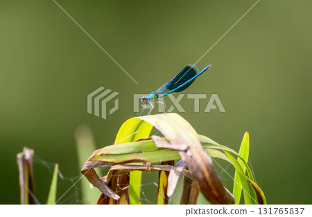 banded demoiselle (Calopteryx splendens) banded demoiselle (Calopteryx splendens) 131765837