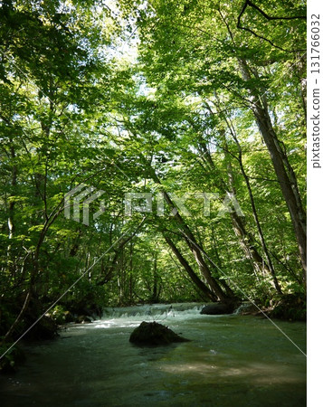 Clear current flowing through the forest 131766032
