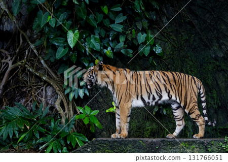 Close up Indochinese tiger is beautiful animal and dangerous Close up Indochinese tiger is beautiful animal and dangerous 131766051