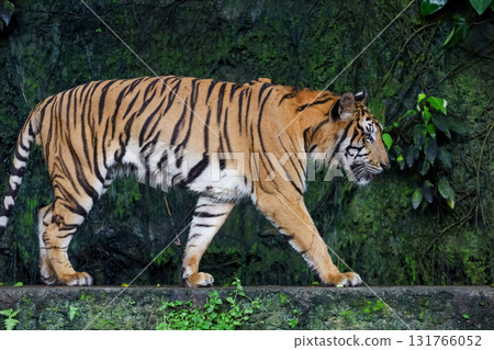 Close up Indochinese tiger is beautiful animal and dangerous 131766052
