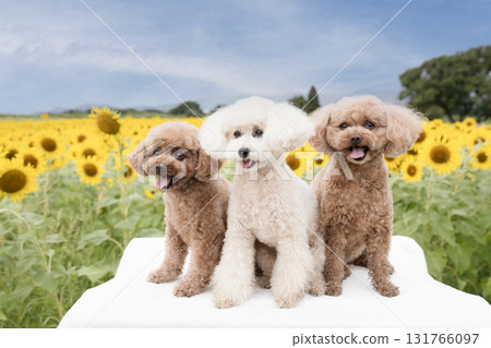 Sunflower field and three toy poodles in the early morning 131766097