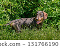 Dachshund 131766190