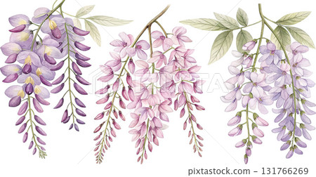 Watercolor Wisteria Flowers Watercolor Wisteria Flowers 131766269