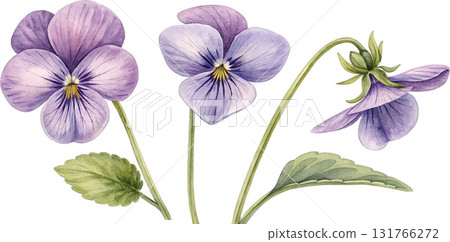 Watercolor Violet Flowers Watercolor Violet Flowers 131766272
