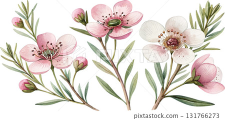 Watercolor Manuka Flowers Watercolor Manuka Flowers 131766273