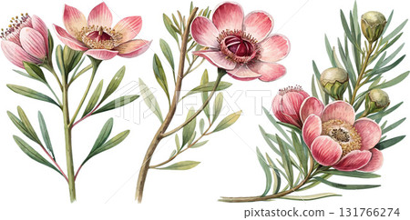 Watercolor Manuka Flowers Watercolor Manuka Flowers 131766274